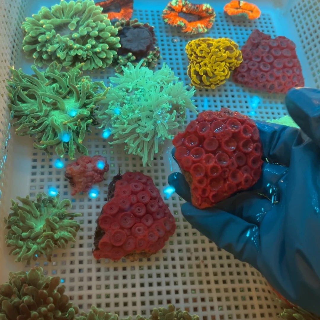 五***号奶嘴海葵太阳花1111111