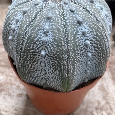 微兜超人气50米仙人球