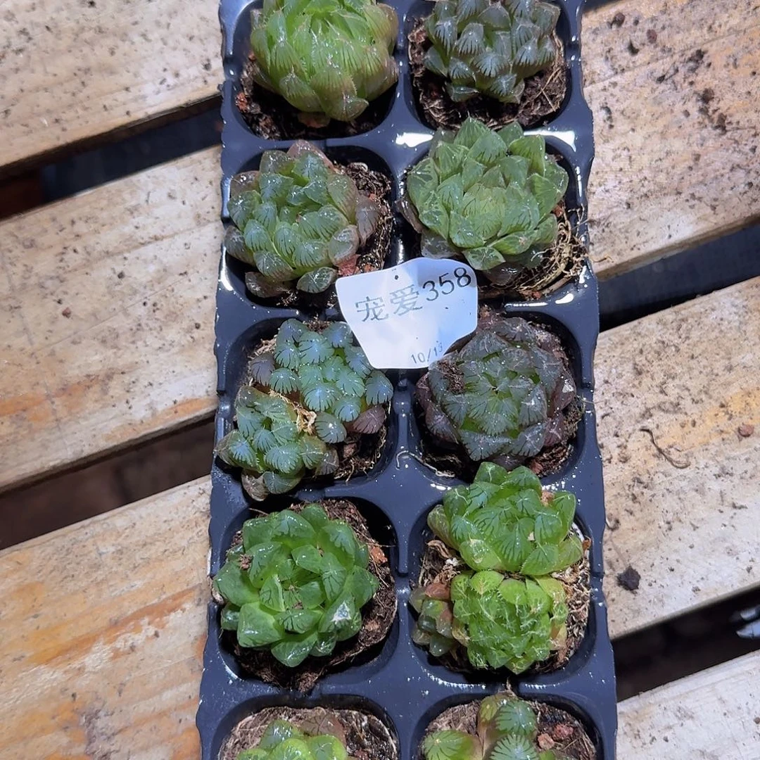 直播福利一物一拍358