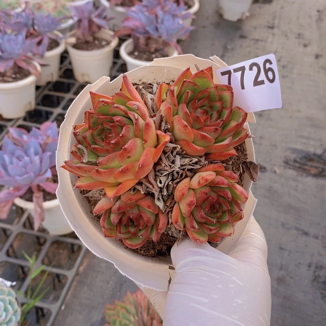 7726口红群一物一拍