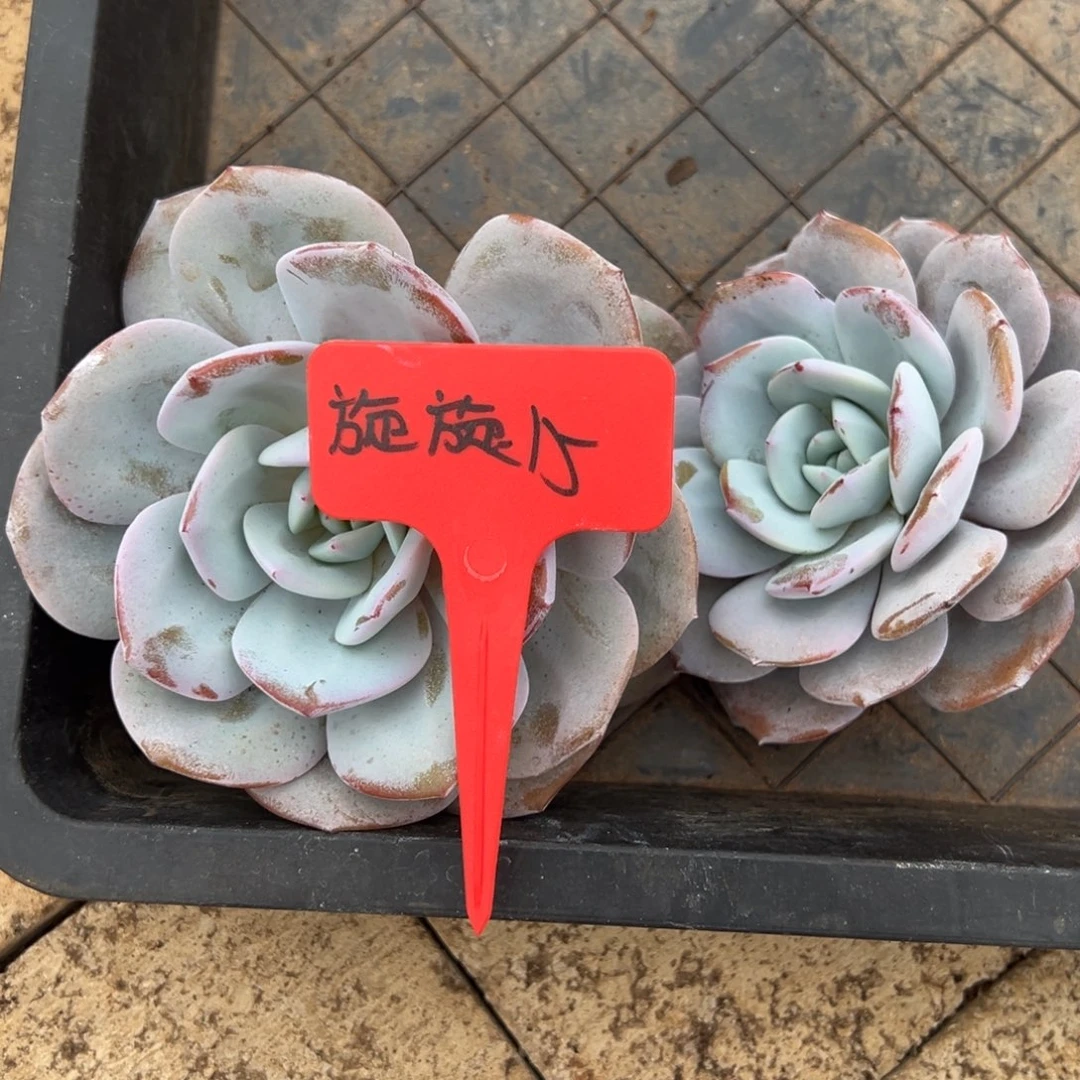 旋***旋旋旋15。