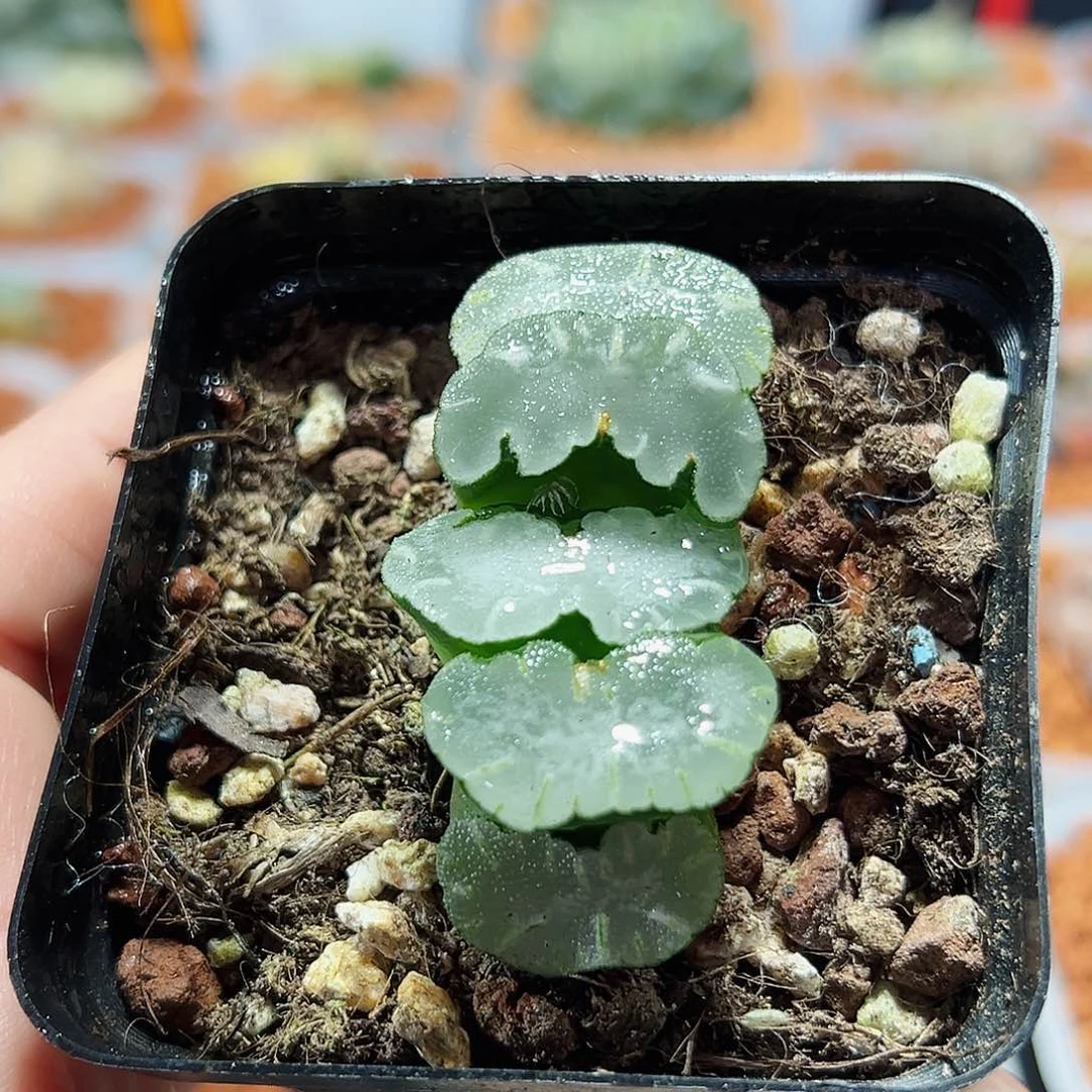 十二卷多肉白熊玉扇