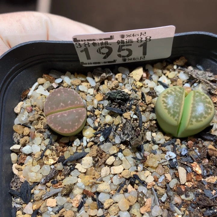 有****风儿童节快乐生石花1951