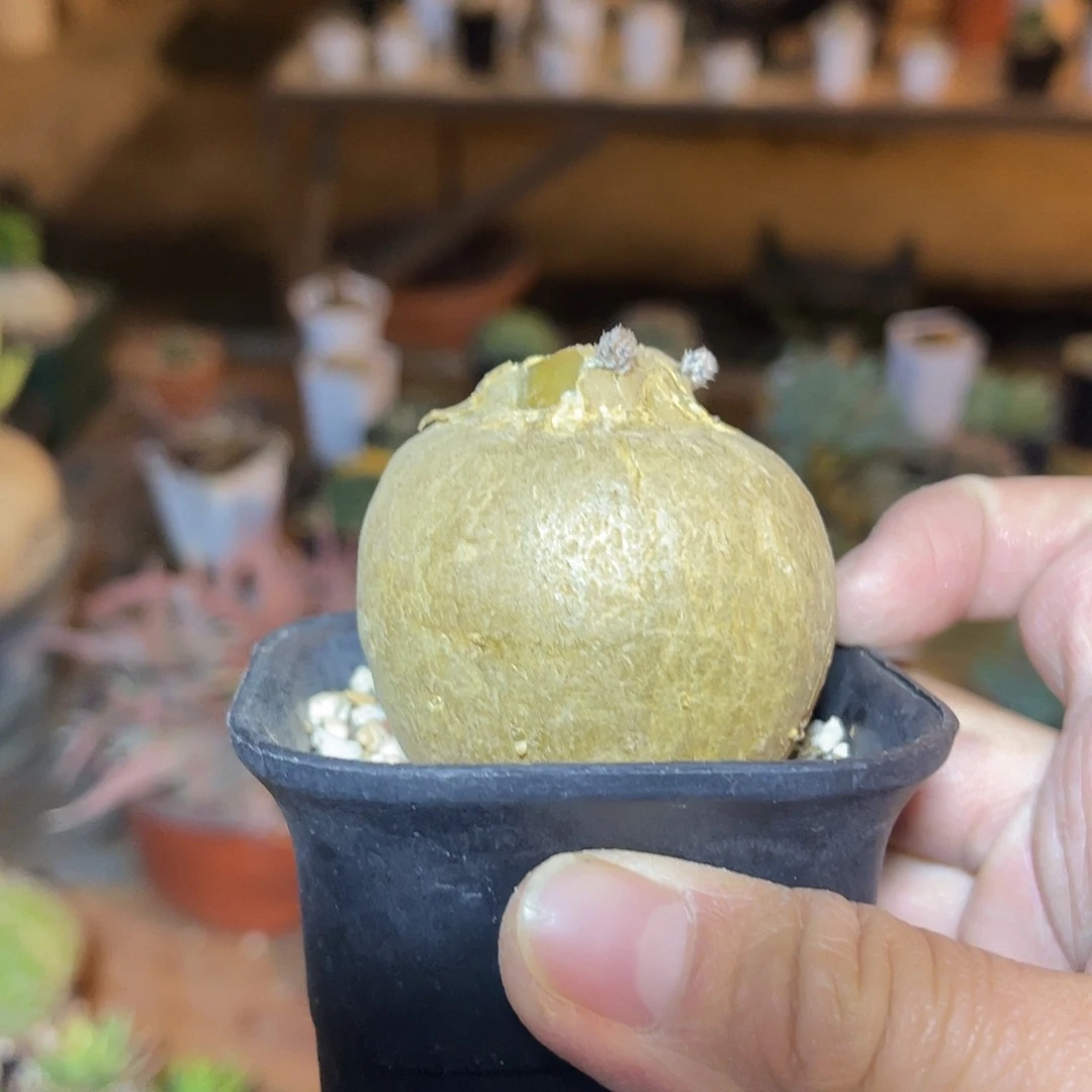 实生黑龙块根一物一拍