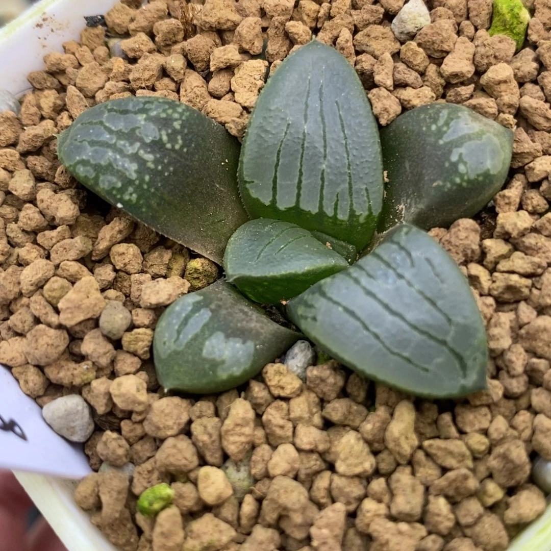 88百鸟朝凤一物一拍