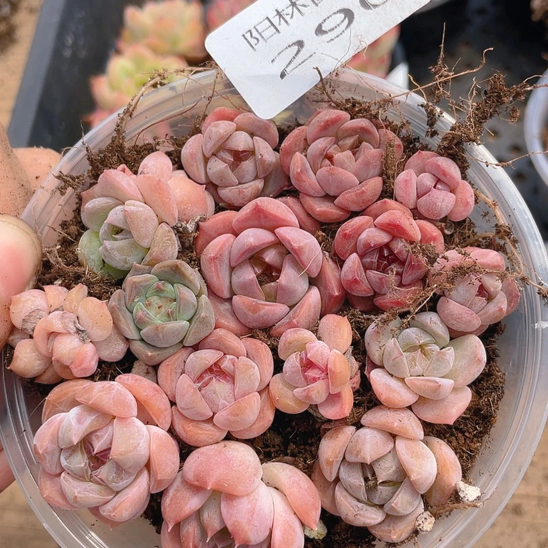 多肉植物多肉植物290