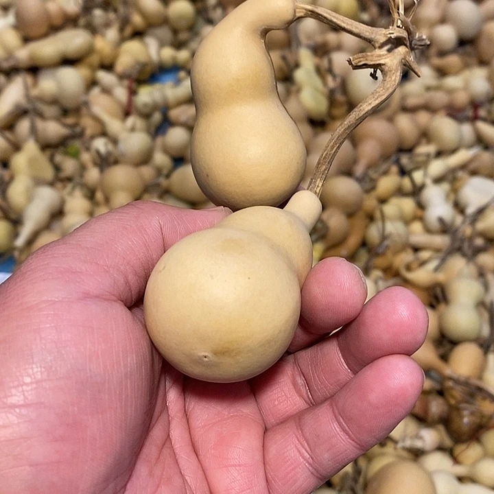 明**江精品葫芦手把葫芦4