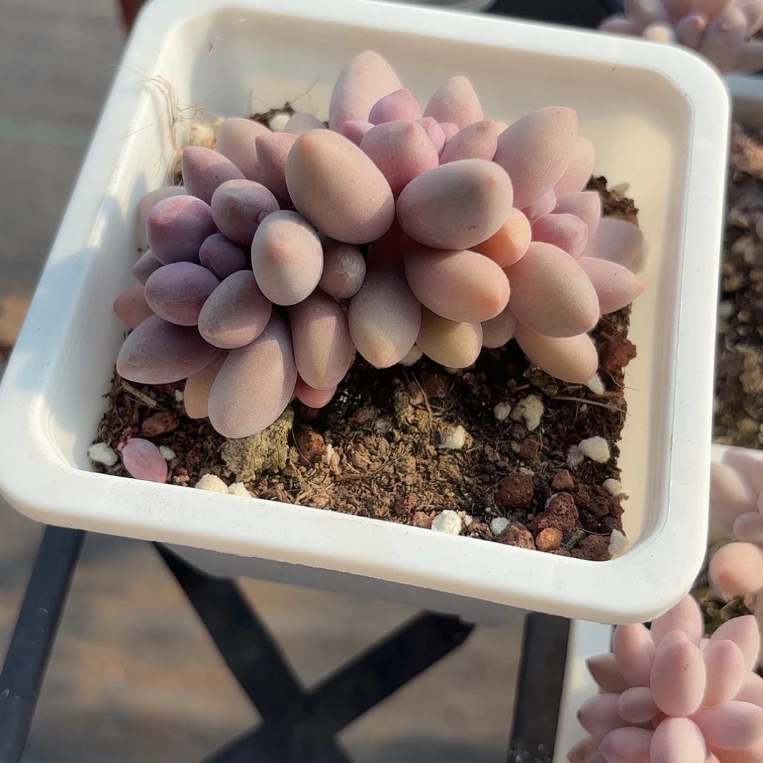 灵***犀精品桃花奶多肉植物