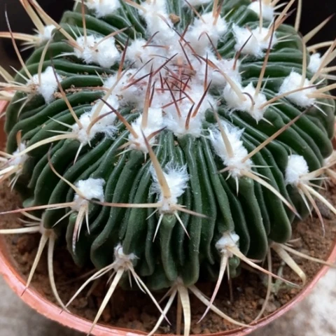 多了玉仙人球12米仙人球