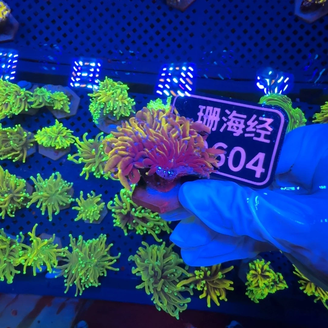 晴****纽扣珊瑚又又不包邮有伤肉短印尼金D604