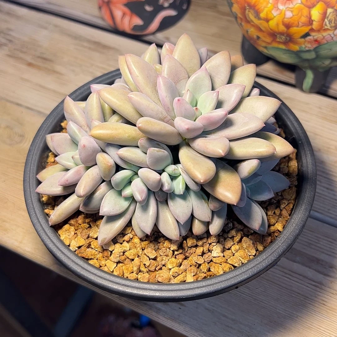 7-25-27约克夏（新品）