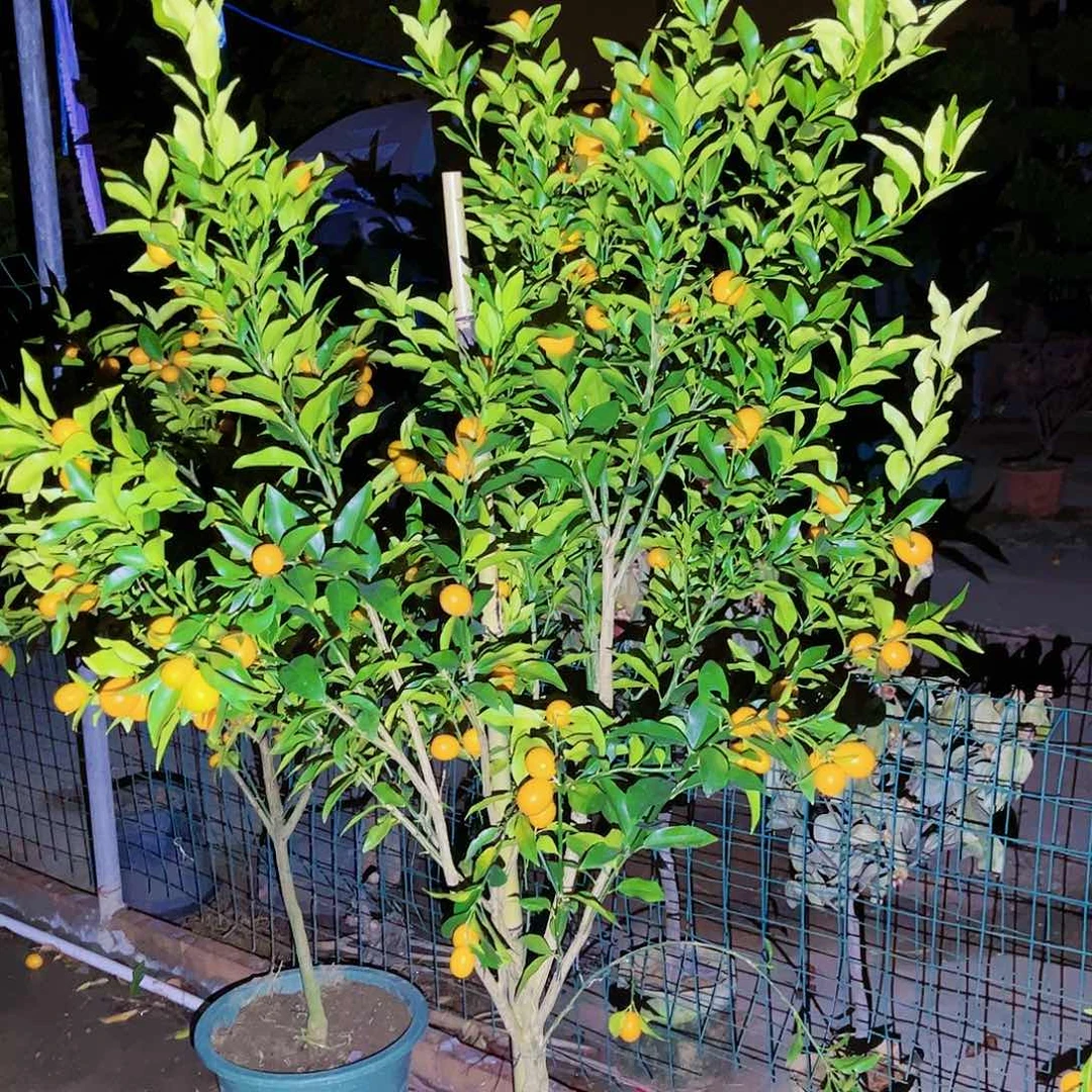 豆*果苗。果苗。果苗6666