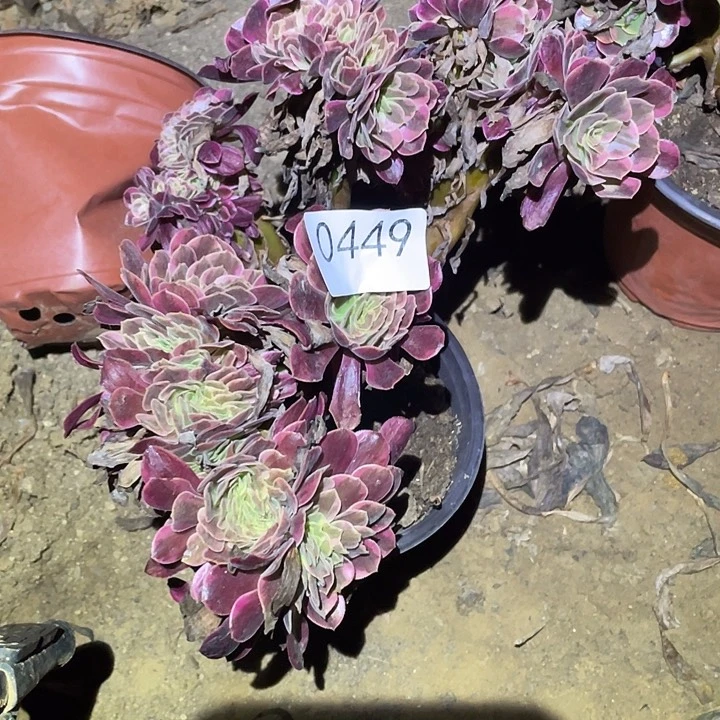 多肉植物法师449凤冠缀