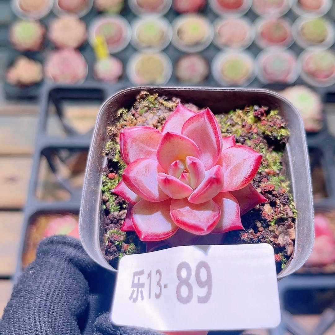 乐然13-89 乌尼莫克