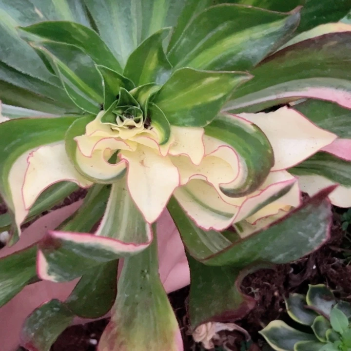 嫣238多肉植物、小冰