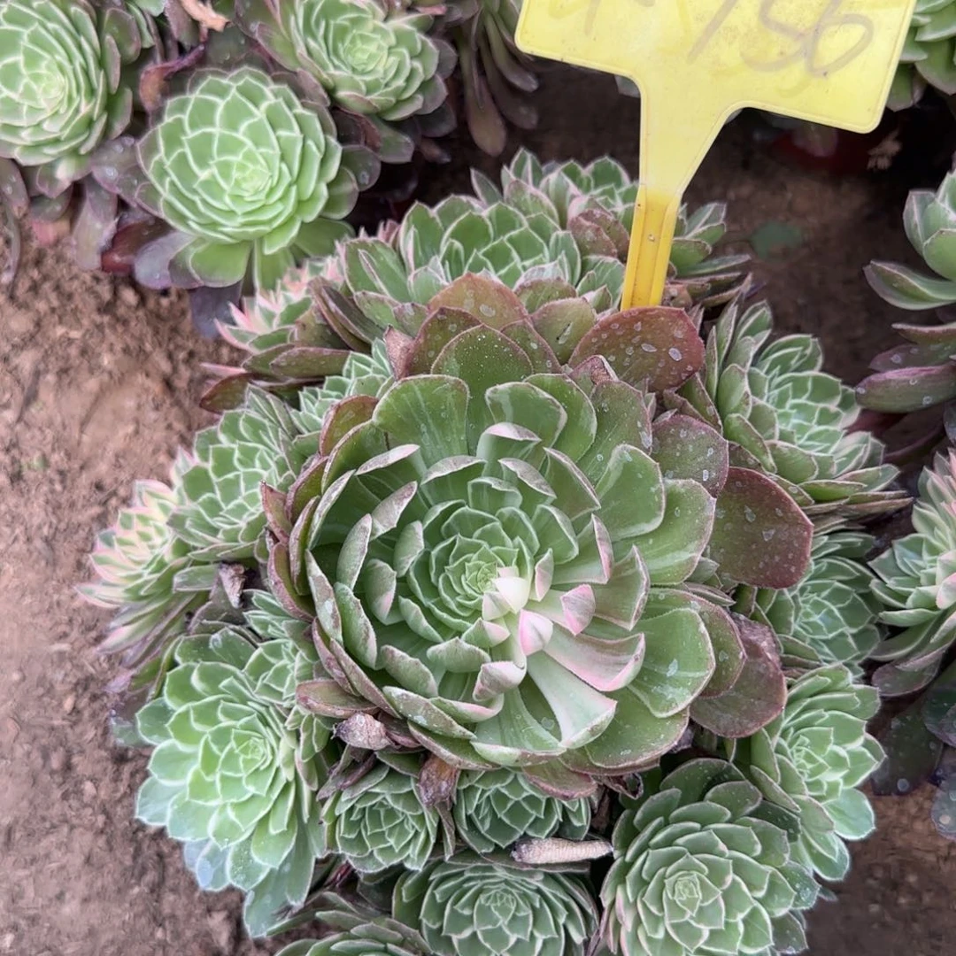 4-756---多头多肉植物