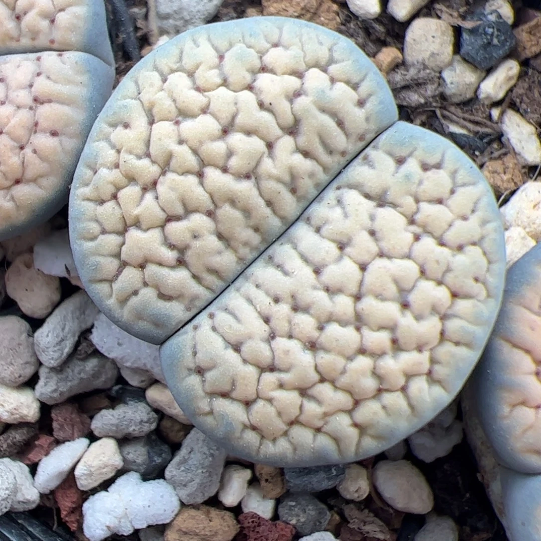 0189号德州玫瑰 多肉植物