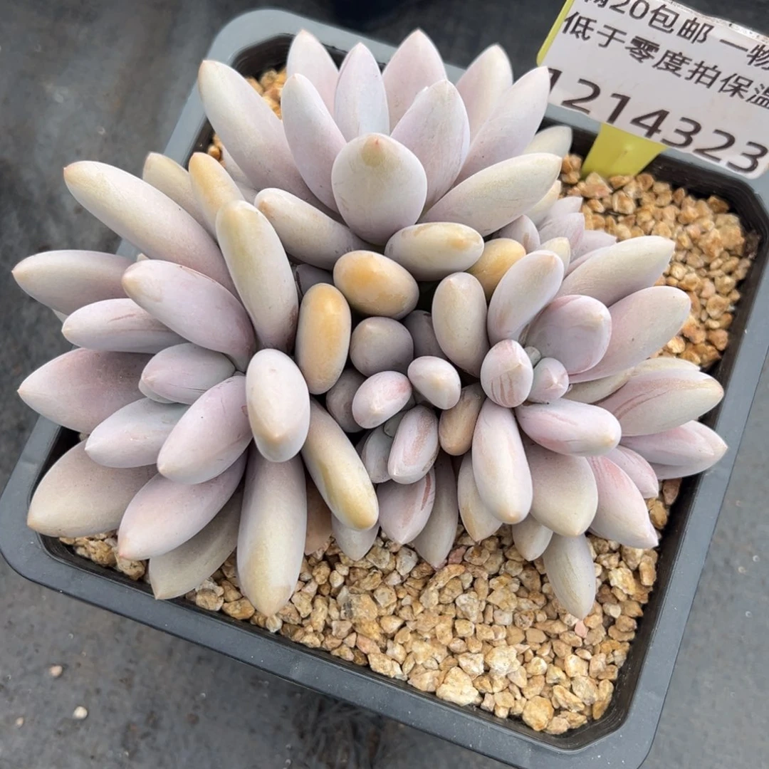 1214323 原始虞美人群生6头