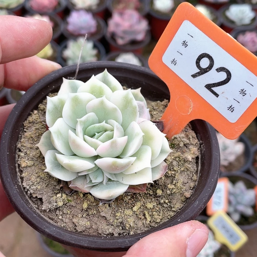 【闪购商品】92号的