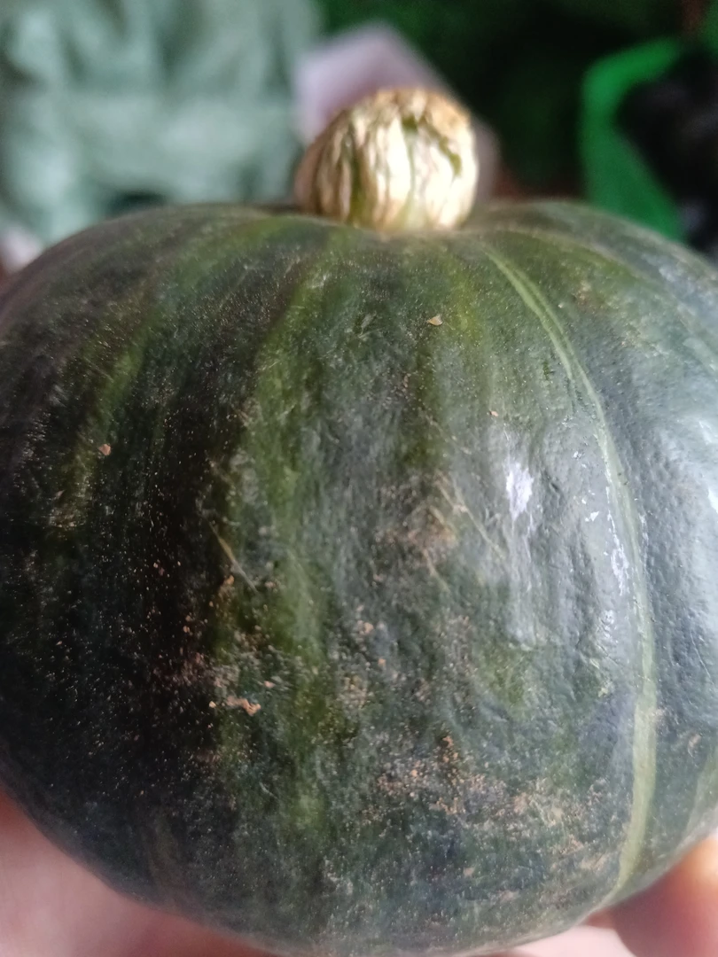 正宗沙地贝贝南瓜粉糯香甜宝宝辅食健身代餐