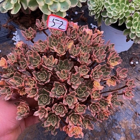 甜茶老桩法师52号