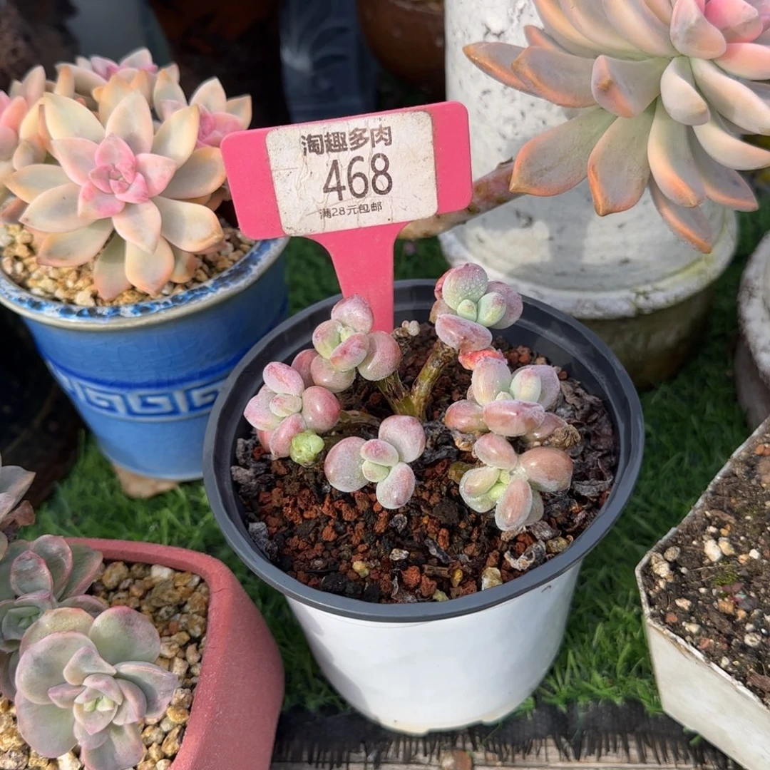 Y****多肉植物淘汰杂交