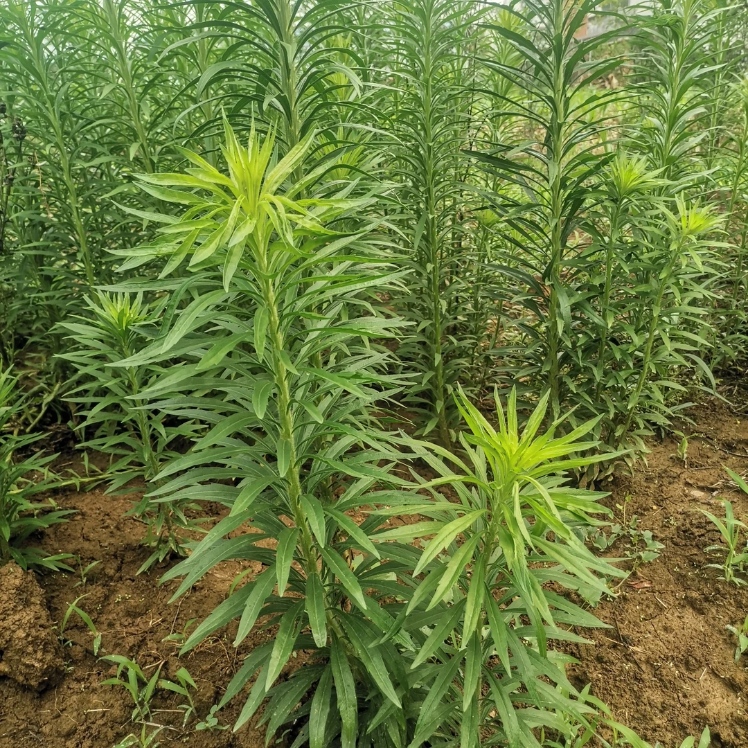 农村天然野生飞蓬草小蓬草新鲜现挖现发带根包邮