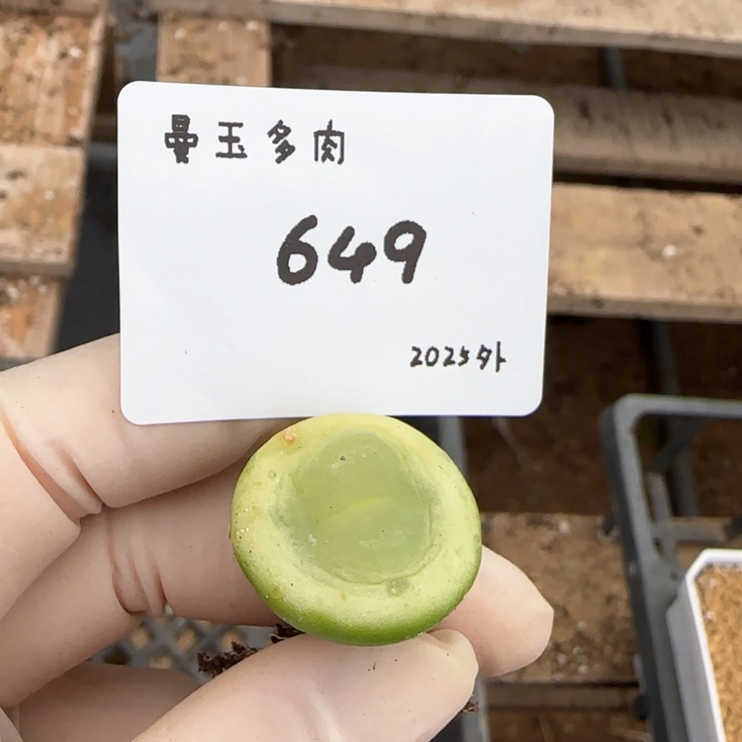 甜*花多肉多肉多肉2025-649