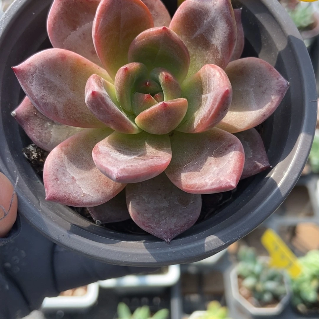 872夜魔侠多肉植物