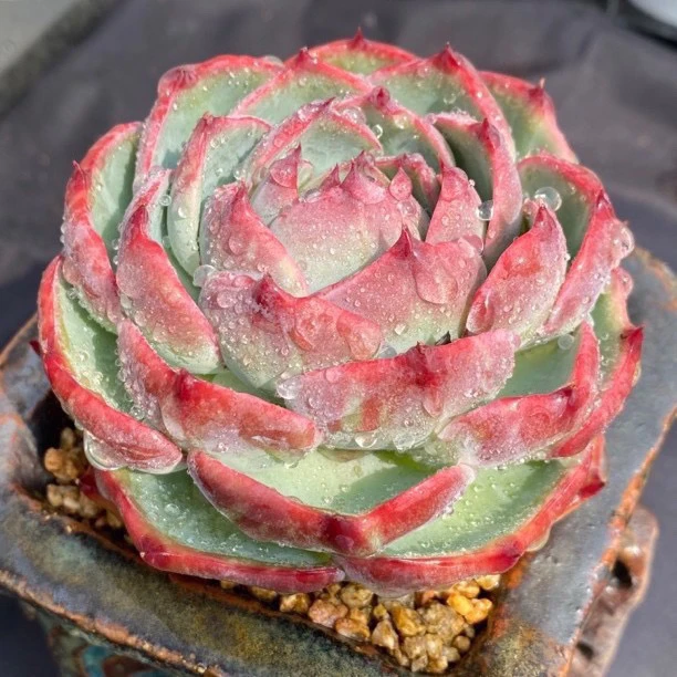 惊鸿仙子一物一拍多肉植物  阳台盆栽