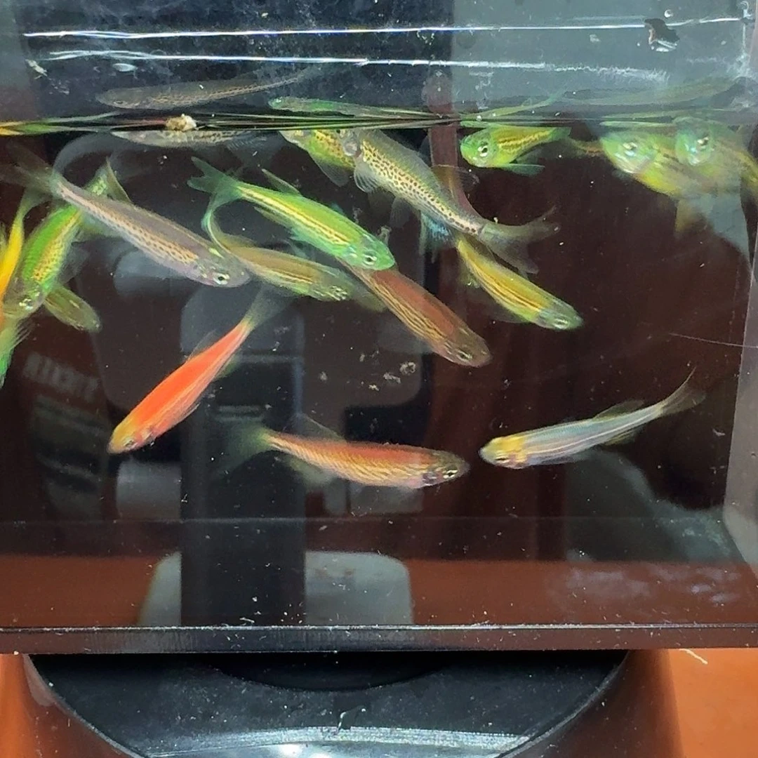 斑马鱼2组包邮1.5-2cm豹纹蝶翼斑马苗子10条