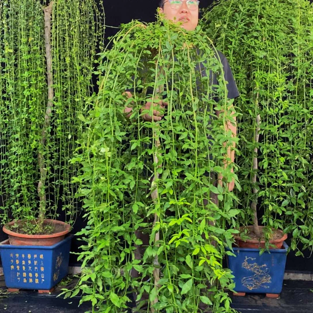 探春花，一物一拍