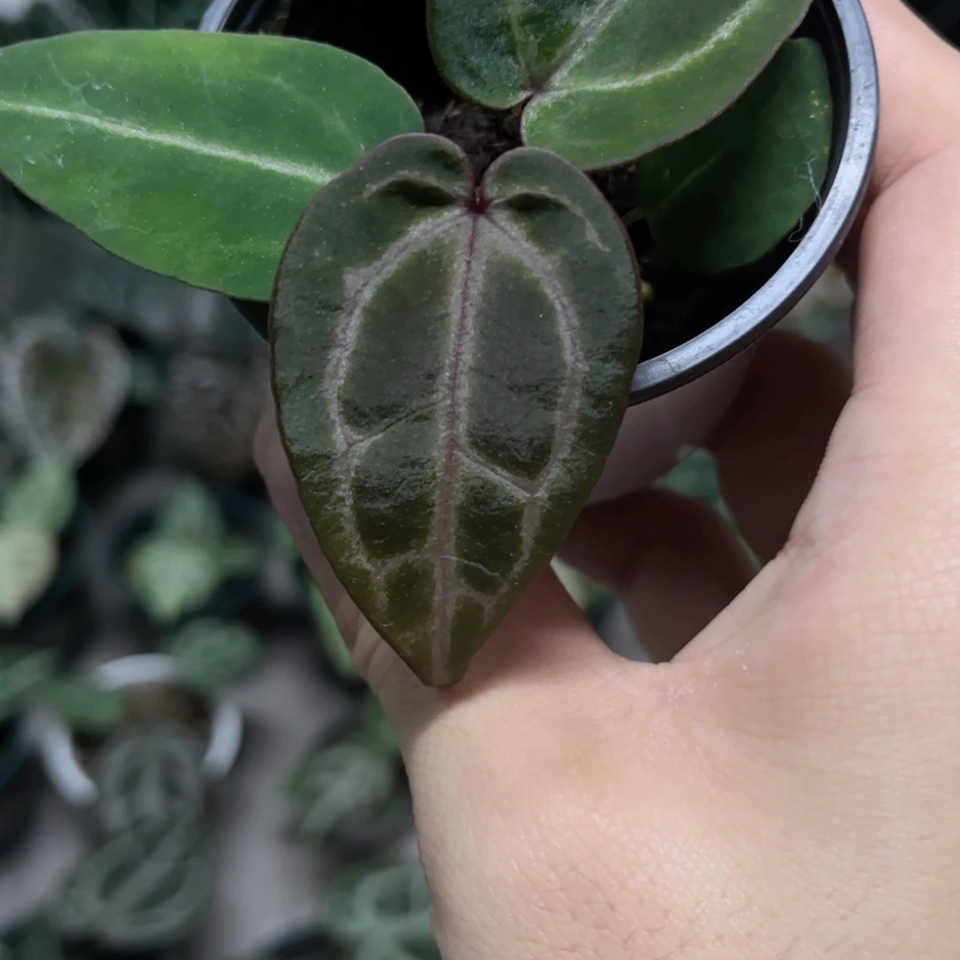 完全开放f3紫水晶