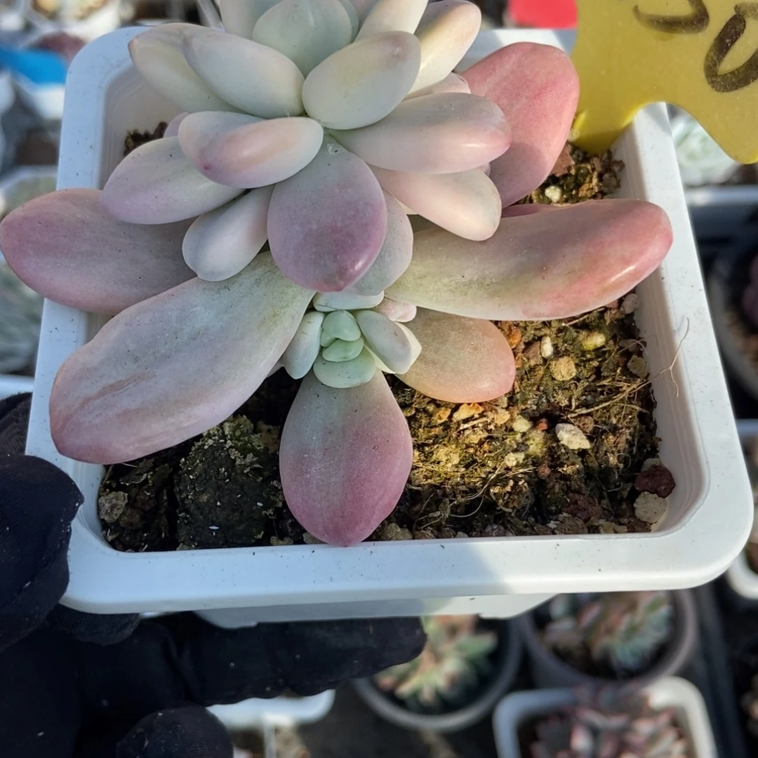 1850洛神锦多肉植物