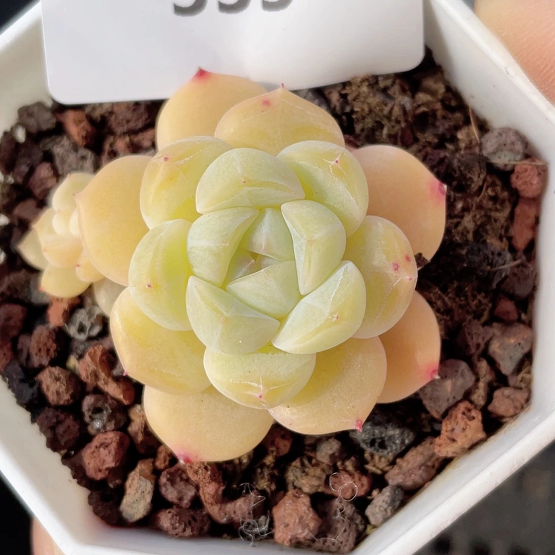 ⁷****?335号糖心冰心珍妮