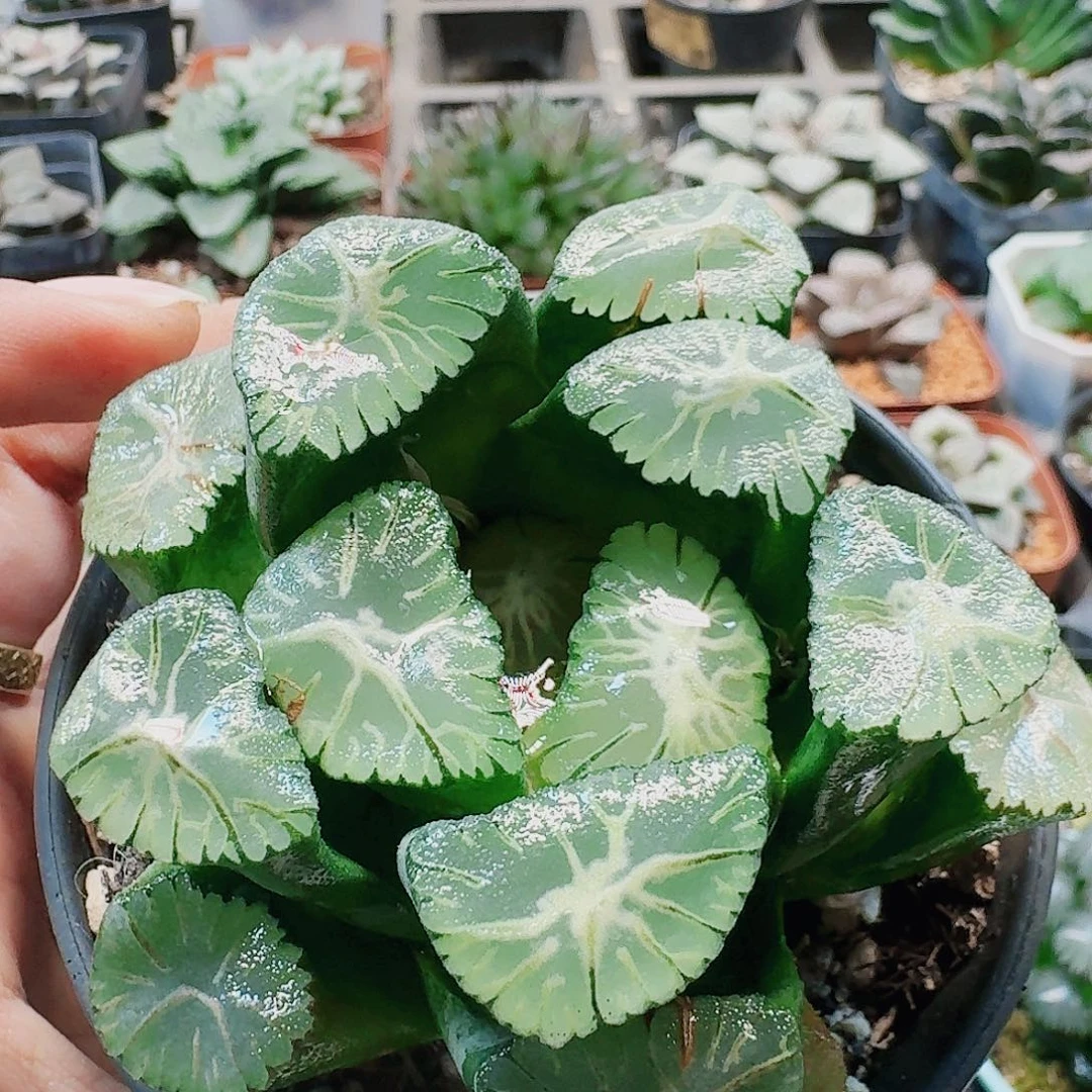 无花朵十二卷 风之谷母本