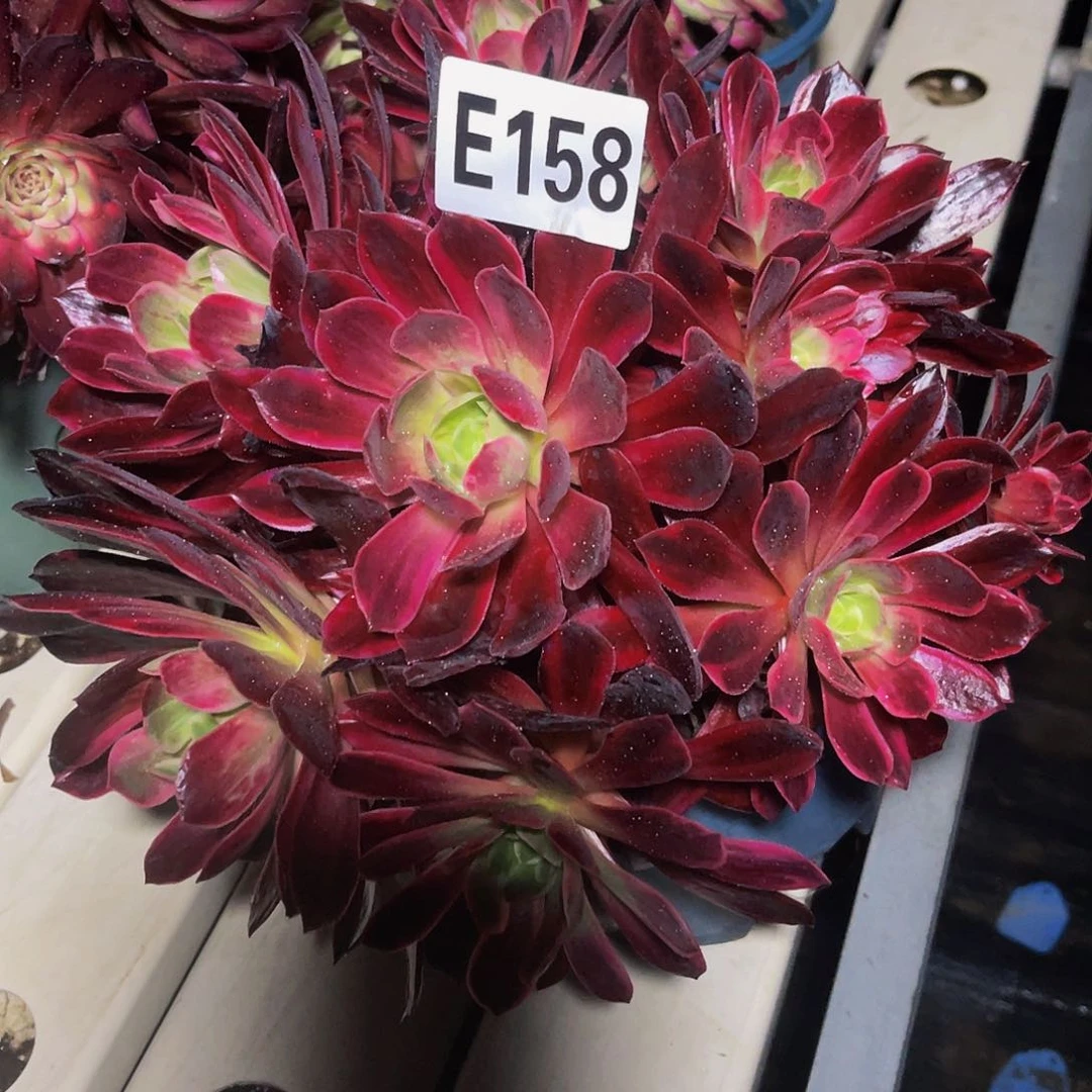 白婚纱法师7//38包邮法师