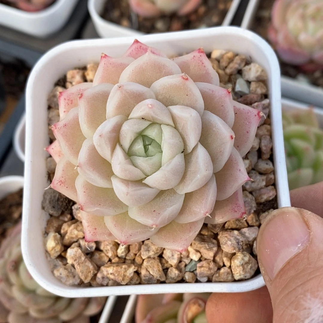 精品多肉一物一拍76