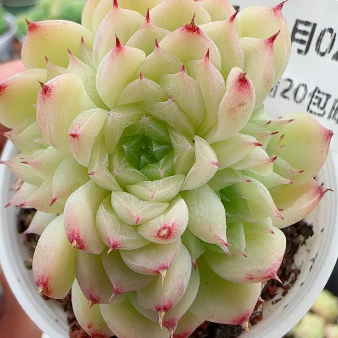 花语逸镜0902-215散