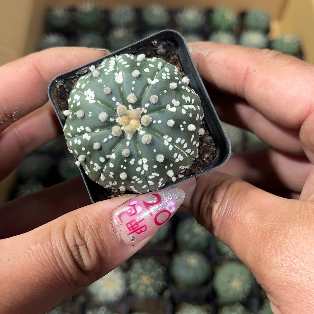 王***糖26137一物一拍单头发货