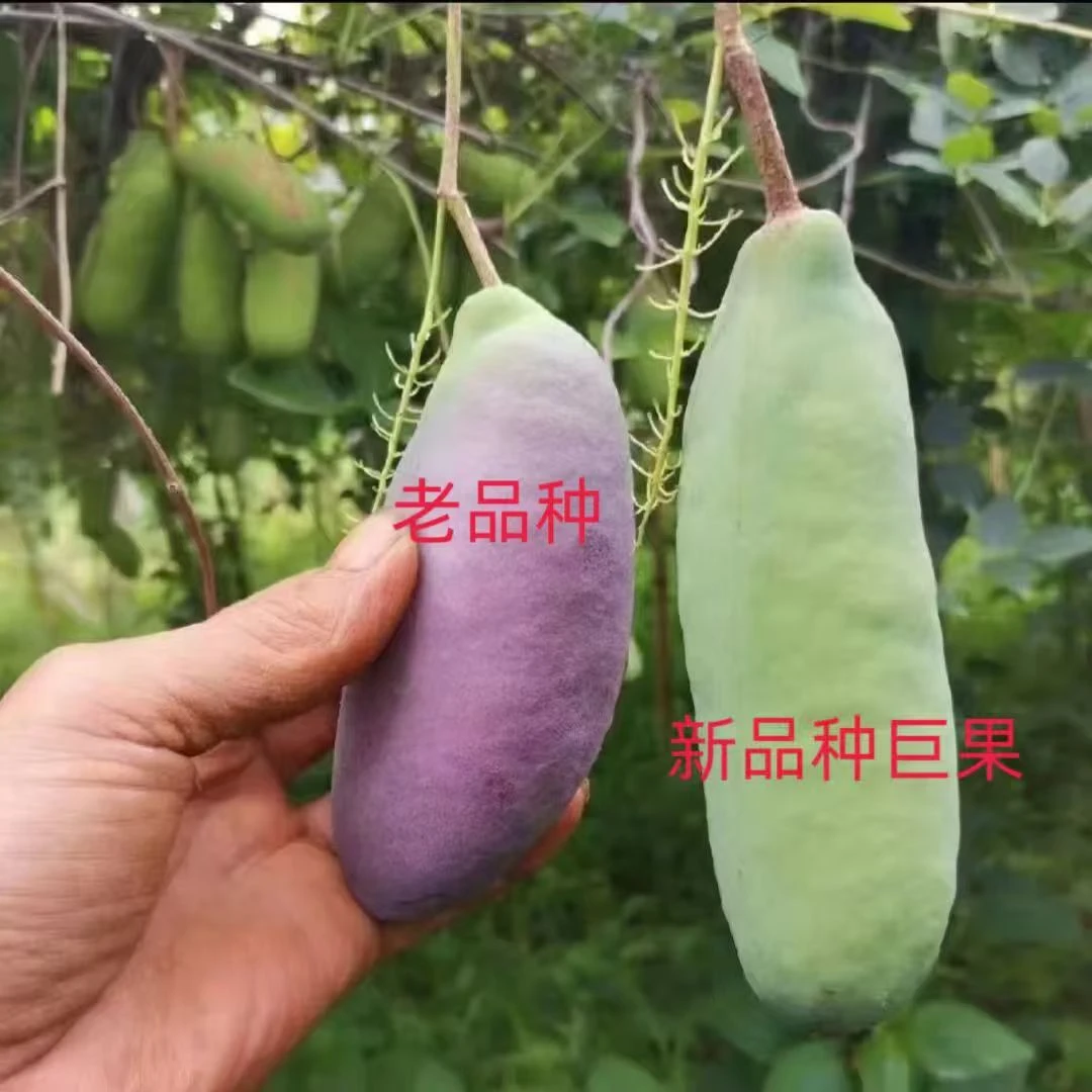 【真无籽推荐】中国八月瓜合作社无籽八月瓜丁社长真无籽真苗贵推广