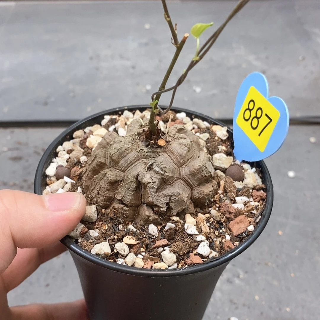 南非龟甲龙龟甲龙