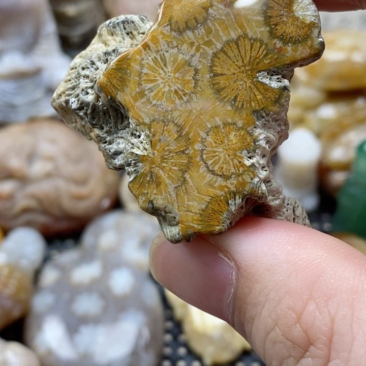 硅化珊瑚（珊瑚玉）颈饰未镶嵌ஐ***ஐ