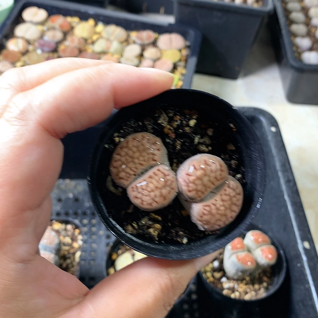 G418多肉植物保护研究所