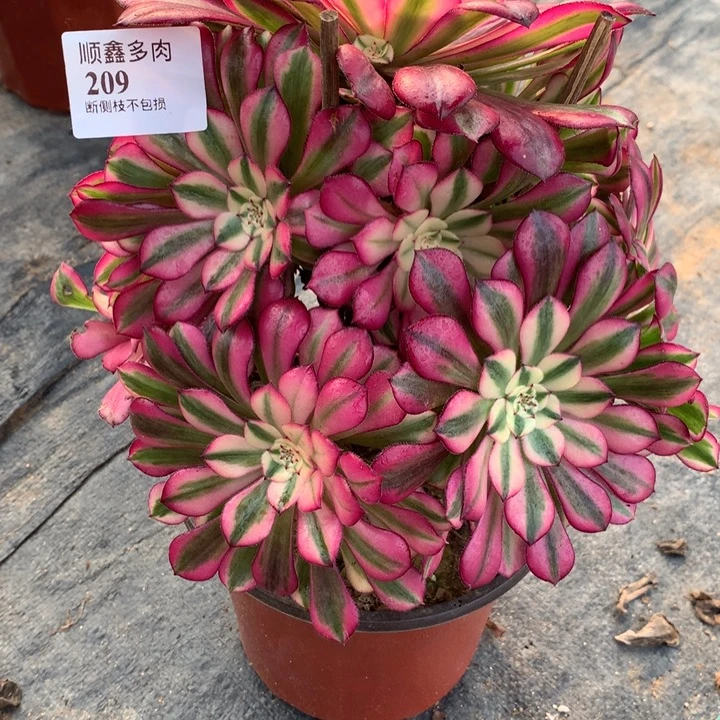 209红铜多肉植物特价