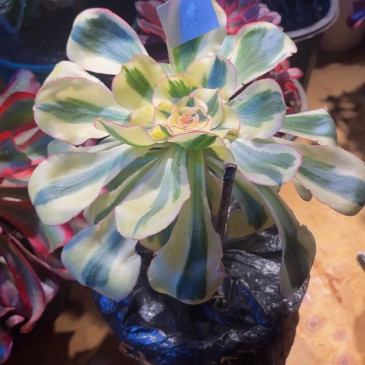 云南燕姿好看121号