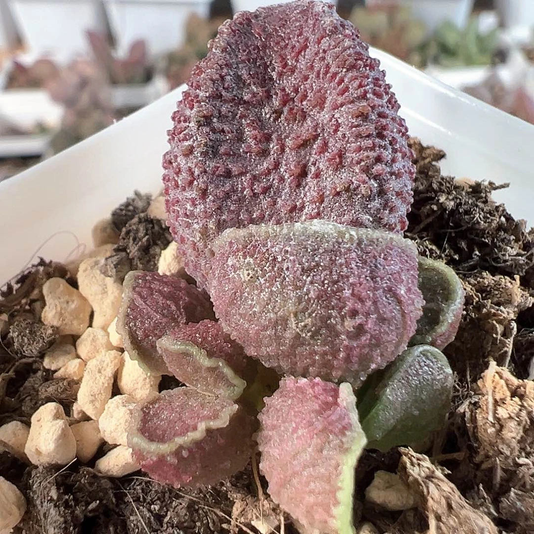 茶 实生新品多肉水泡植物