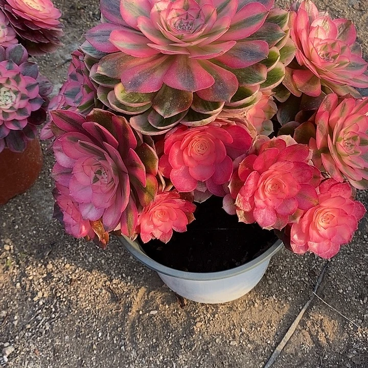 多肉植物荔枝072多肉植物