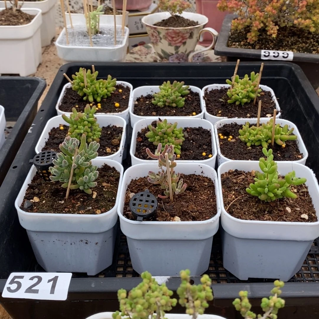 枝干番杏多肉植物521