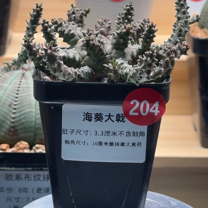 204号海葵大戟科带盆包邮